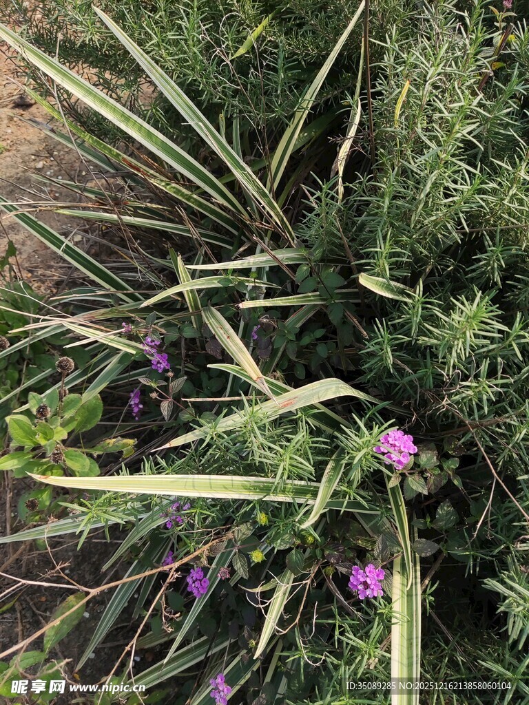 紫色小花与绿植景观