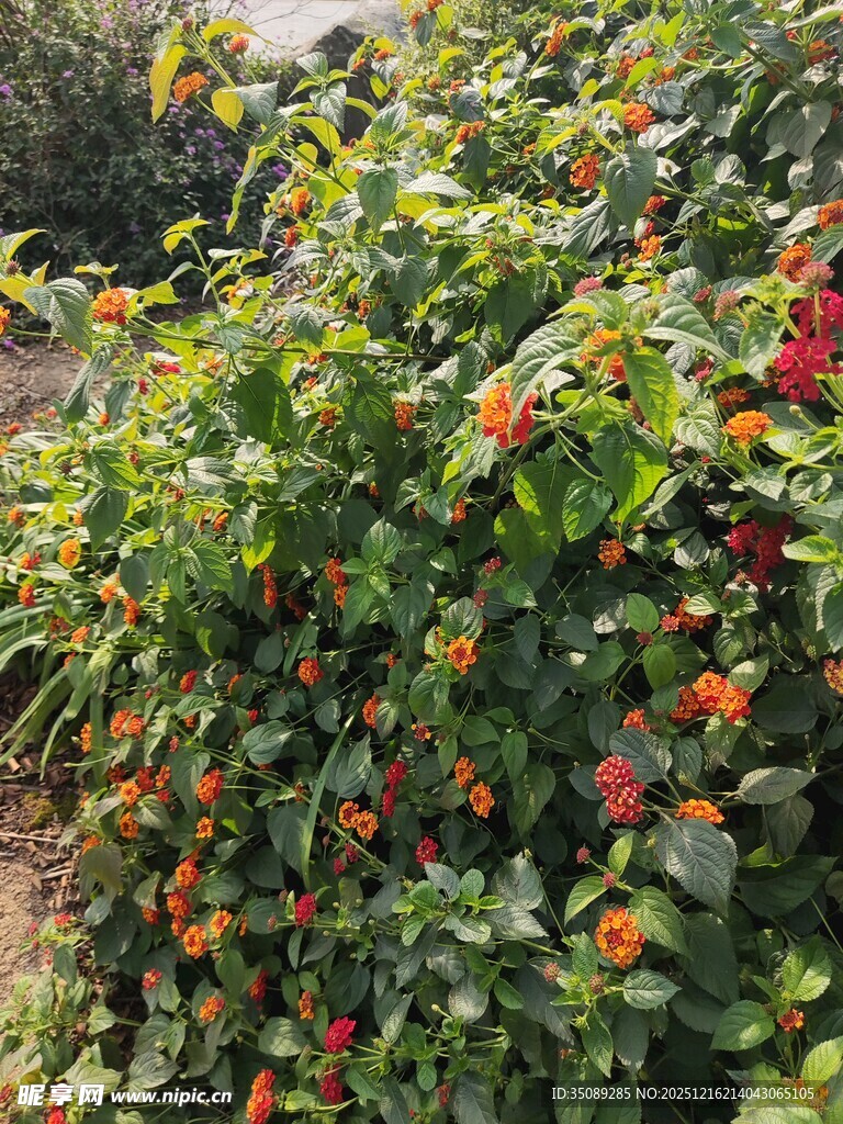繁茂绿植间的多彩果实