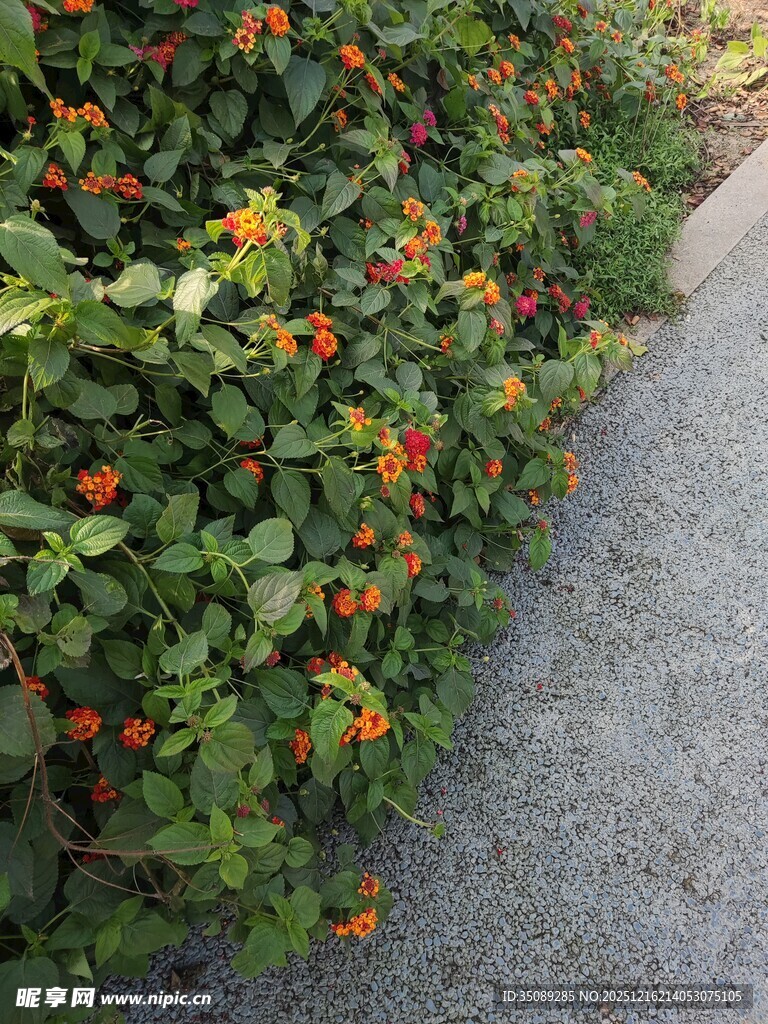 路边盛放的多彩花朵