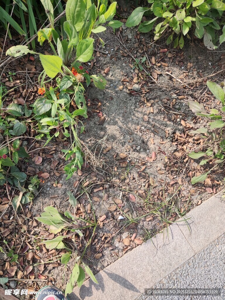 路边绿植下的地面景象