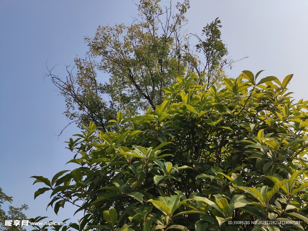 阳光下的葱郁绿植