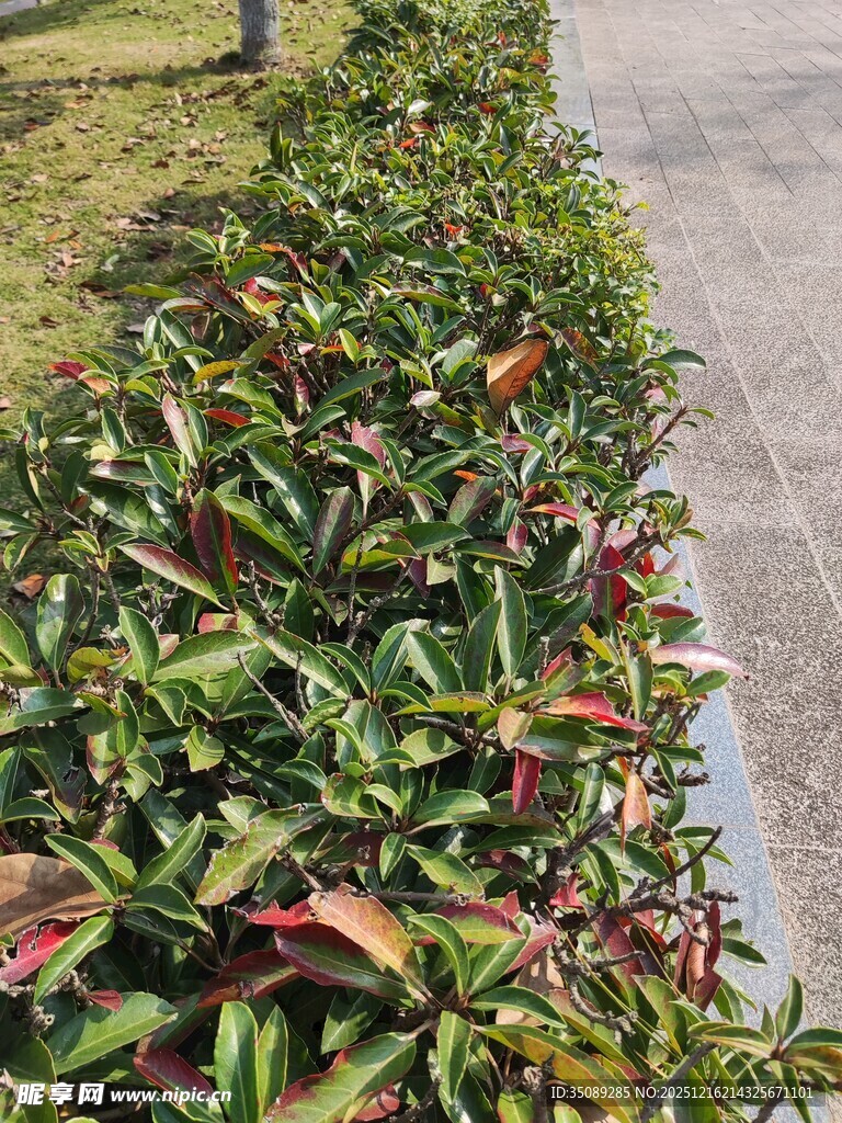 多彩灌木装点的路边景观