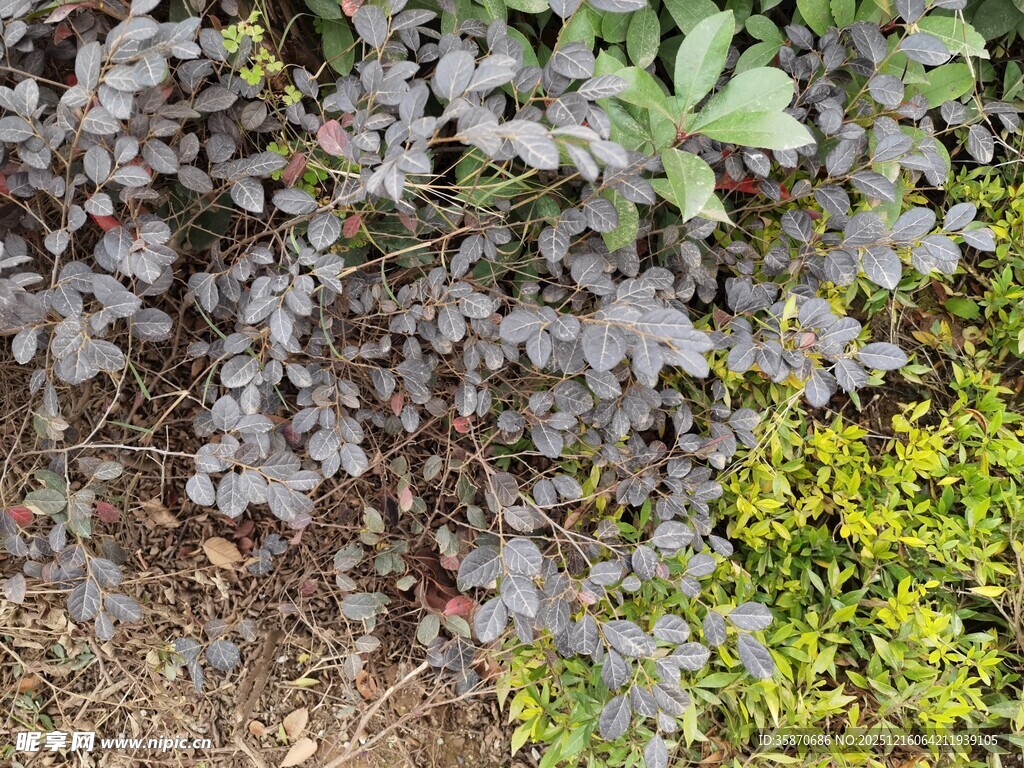 紫绿相间的植物景观