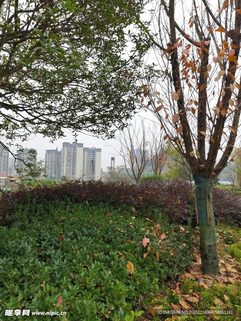 城市中树木与绿植景观