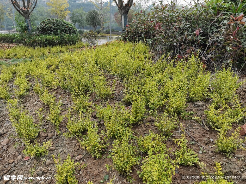 绿意盎然的植物种植地