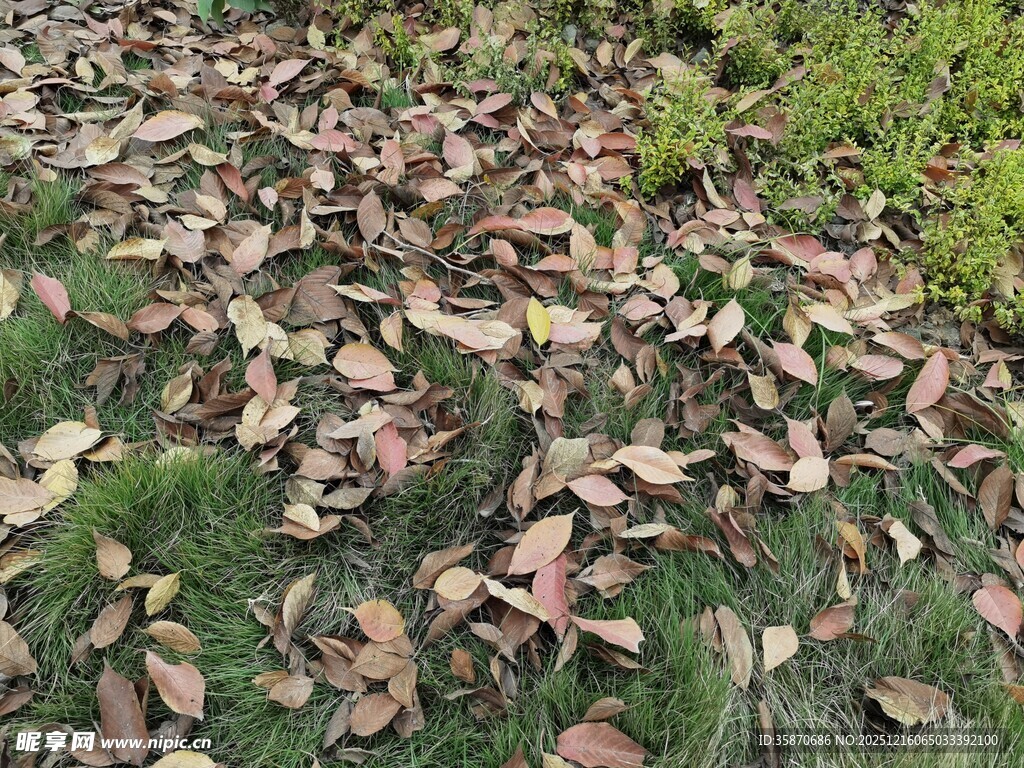 落叶铺地的自然景象
