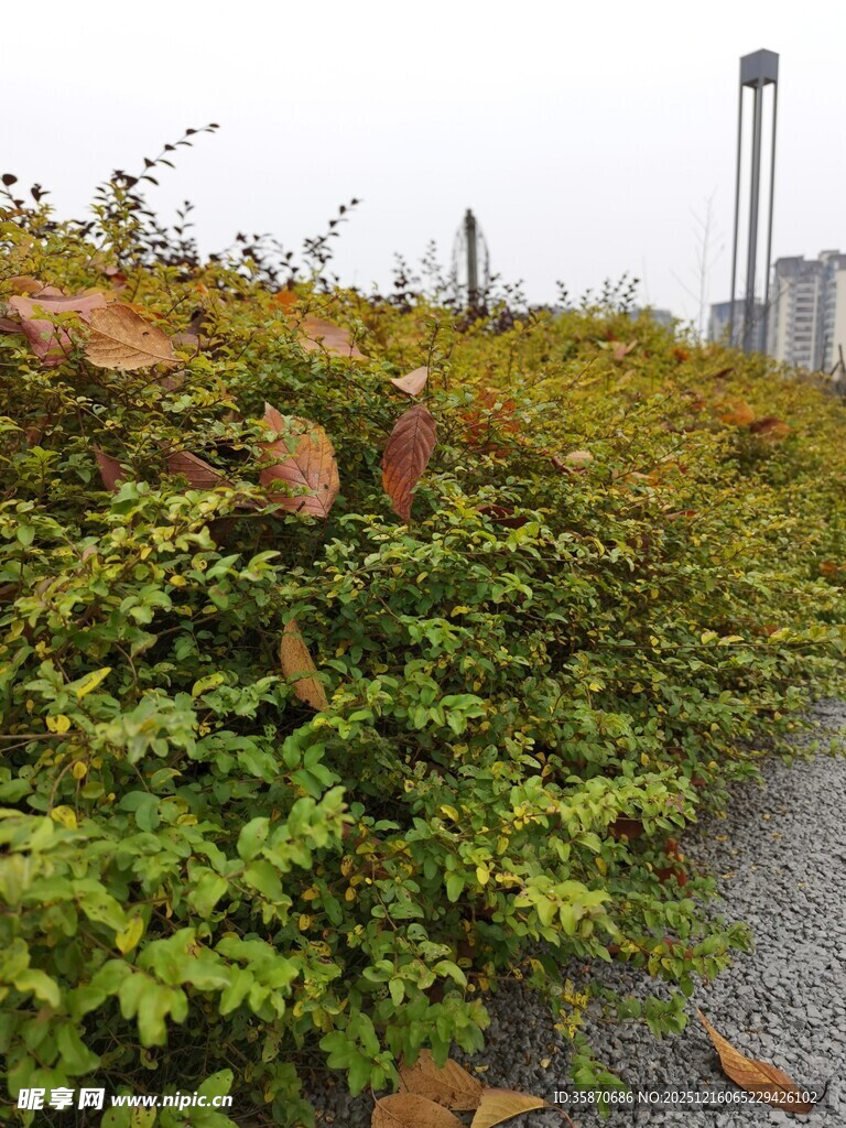 绿植覆盖的户外景观