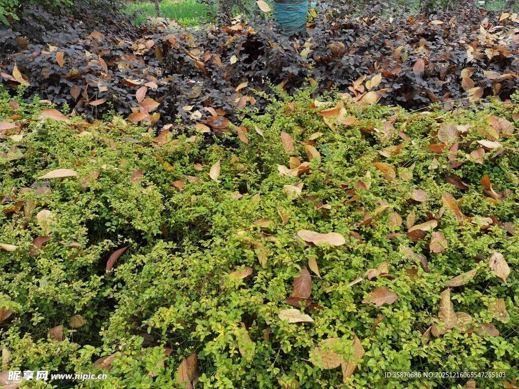 水面漂浮的绿色水生植物