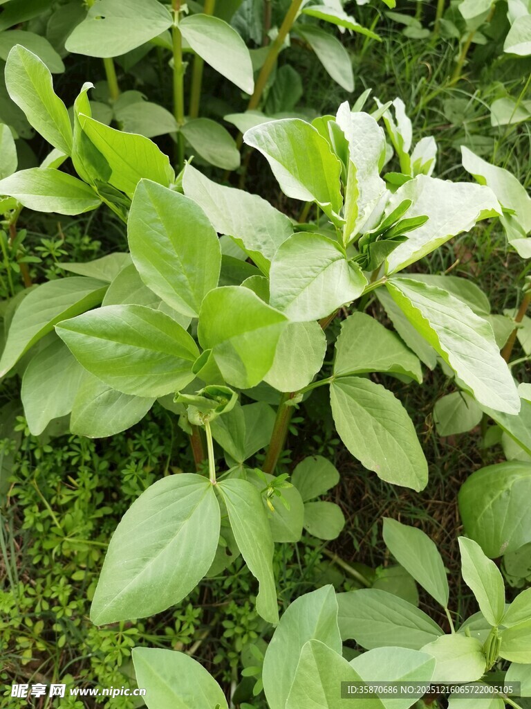 绿叶繁茂的清新植物景观
