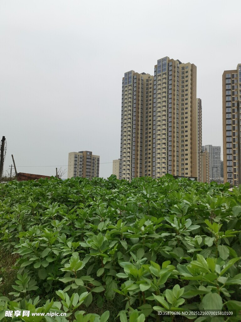 城市边的绿植与高楼