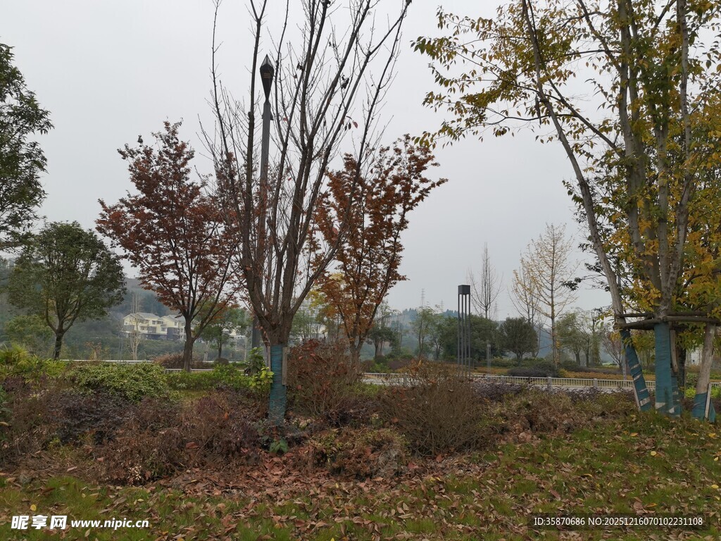 秋日郊野树木景致
