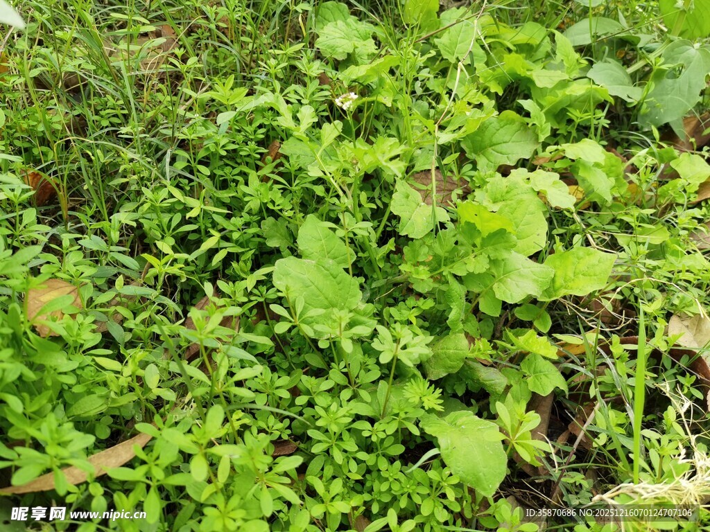 嫩绿繁茂的田园植物景观