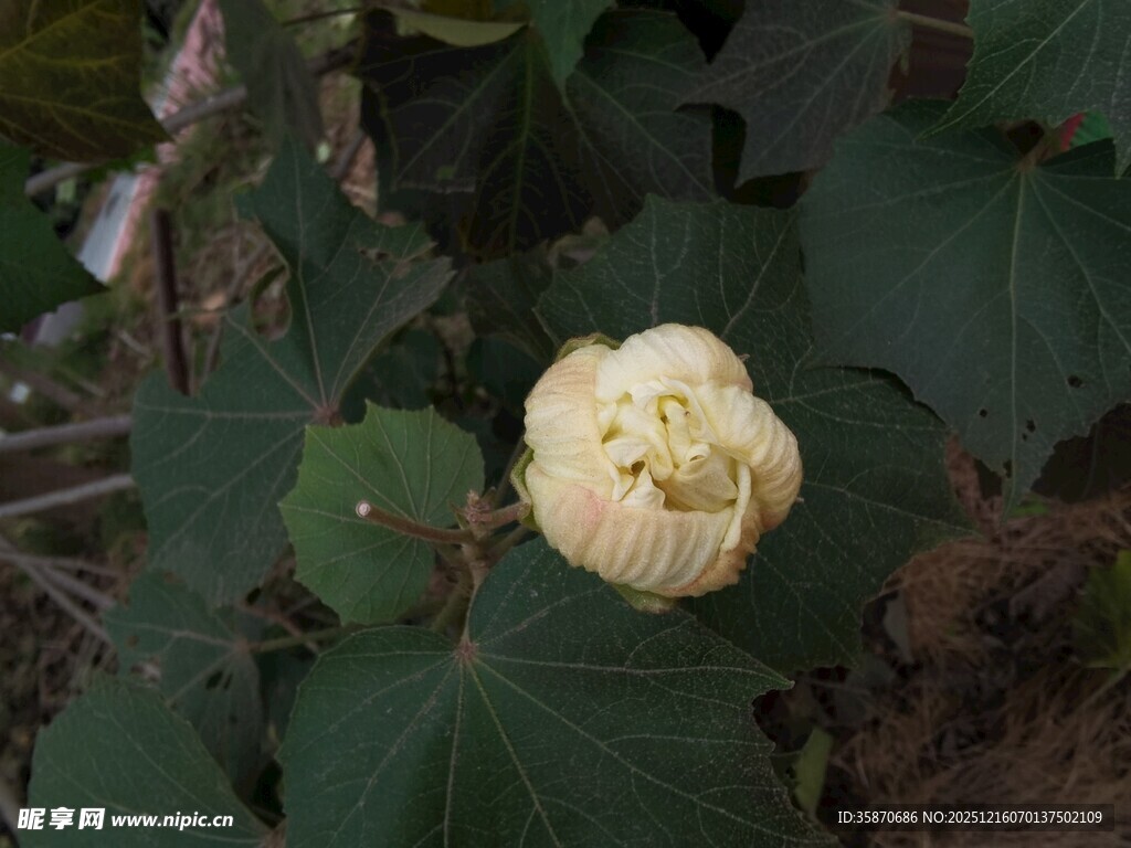 含苞待放的黄蜀葵花