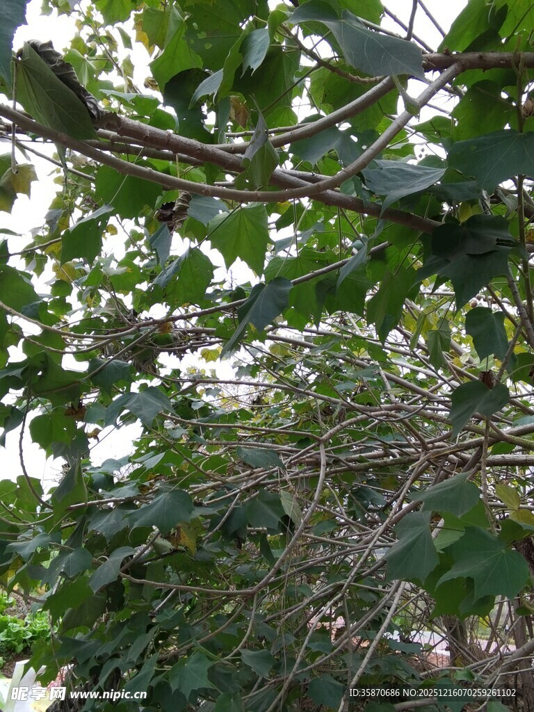 繁茂绿叶间的自然景致