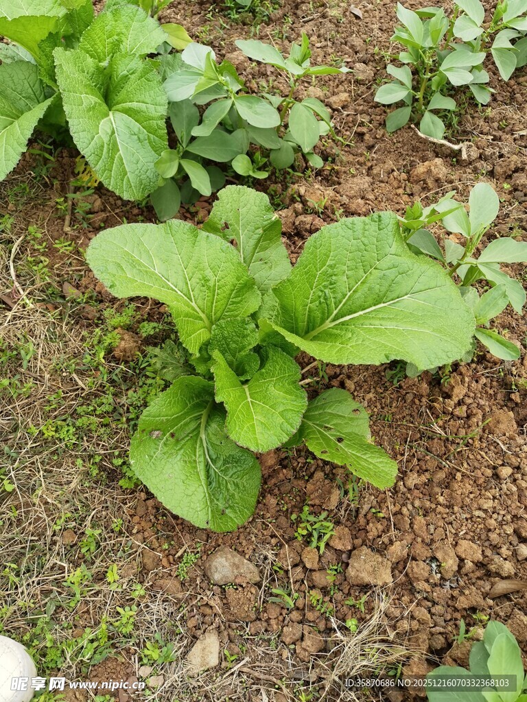 菜园里鲜嫩的绿叶蔬菜