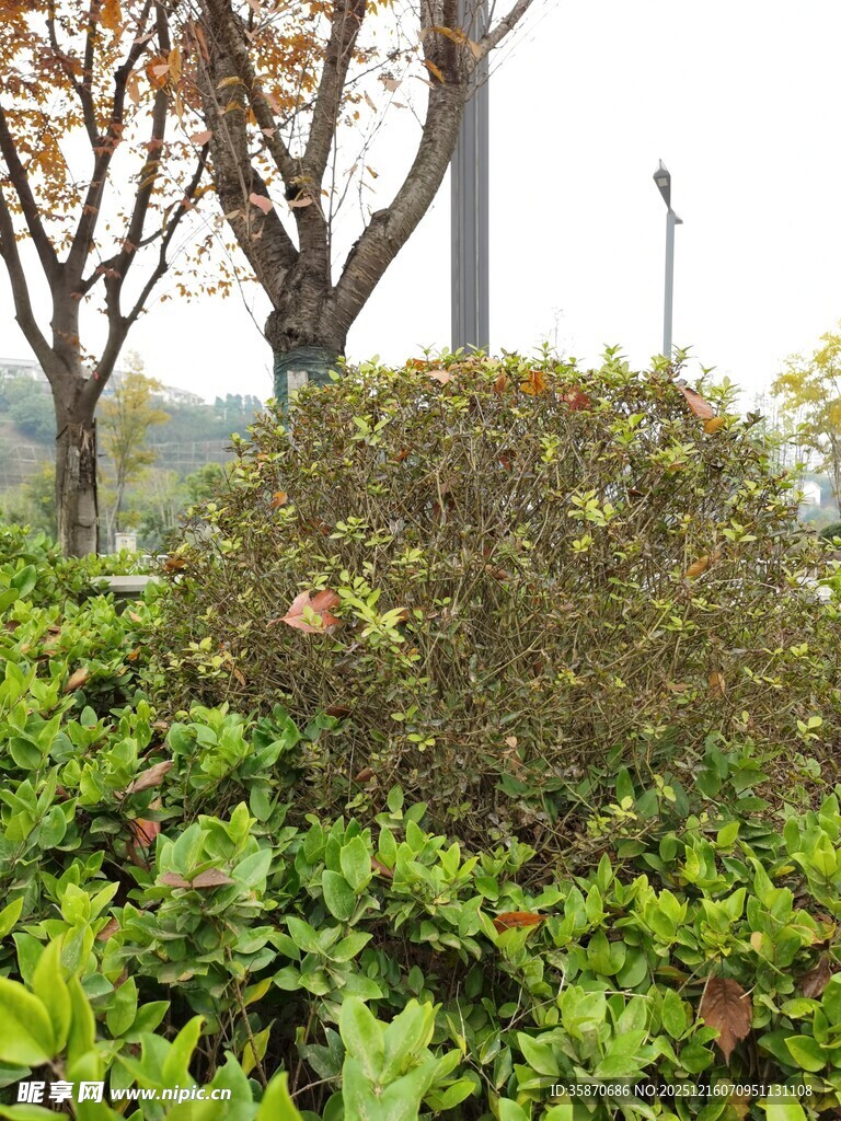 绿意盎然的户外灌木丛景观