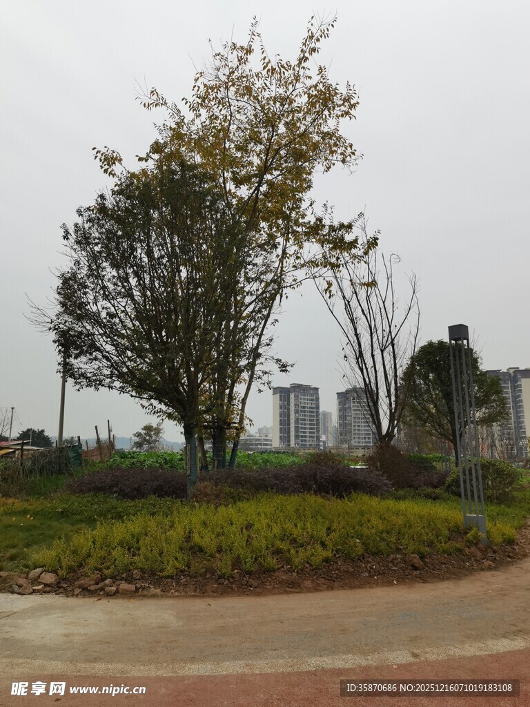 城市中的绿树与绿化景观