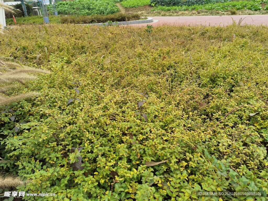 田野中的繁茂绿植