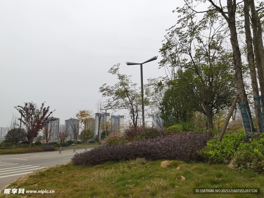 城市路边绿化景观