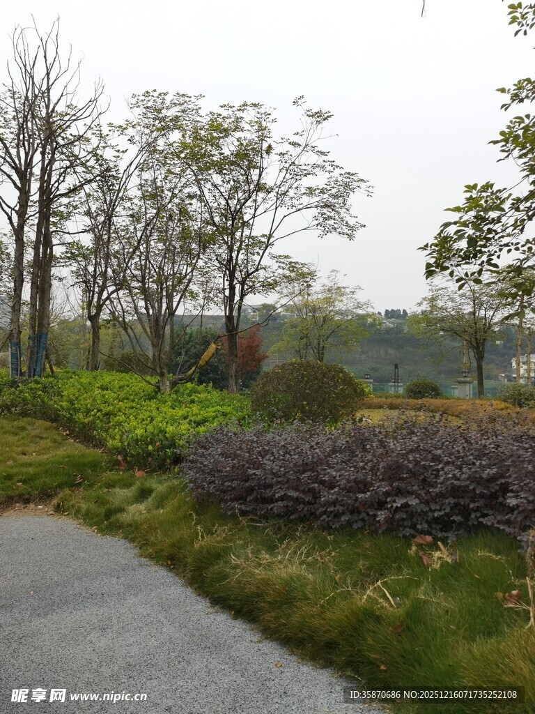 林间小道旁的绿植景观