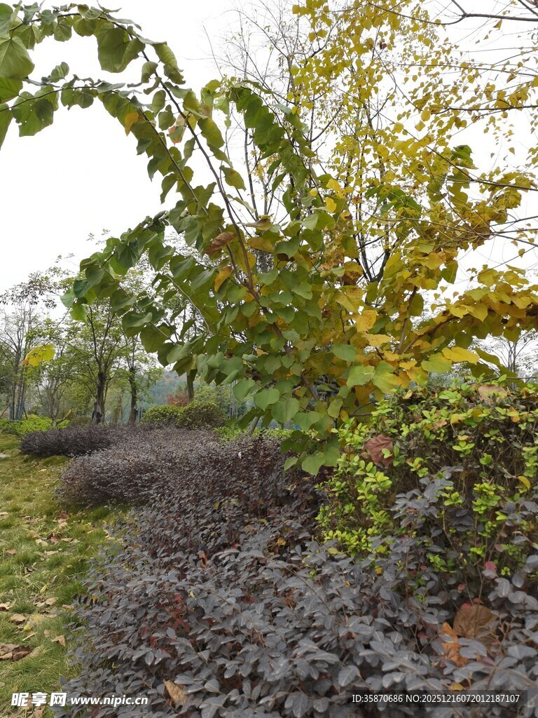 秋日树林中的多彩植被景观