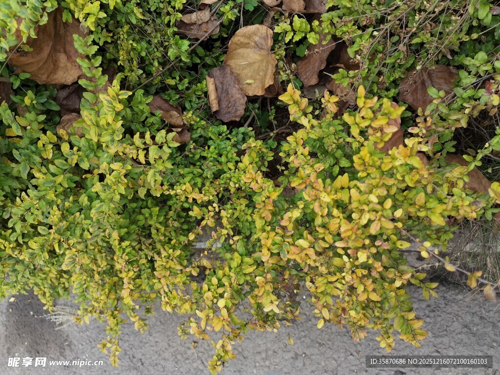 翠绿植物与枯叶共生景象