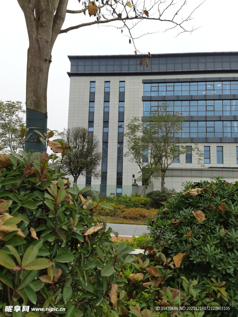 现代办公楼前绿植景观