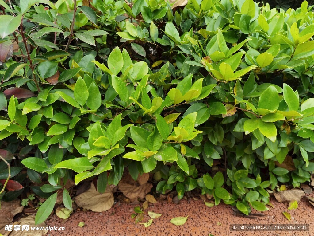 翠绿灌木植物景观