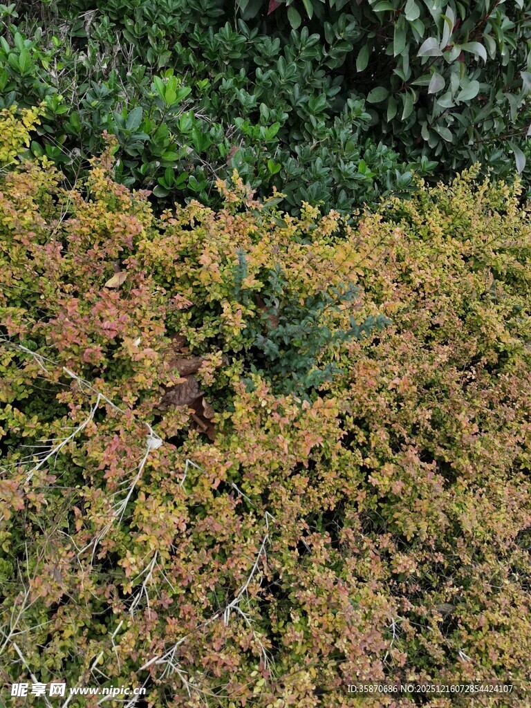 秋日斑斓灌木丛