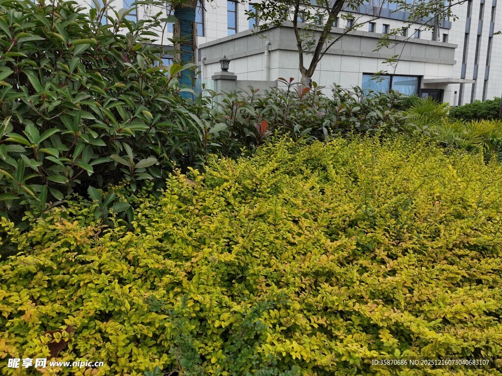 繁茂绿植装点的户外景致