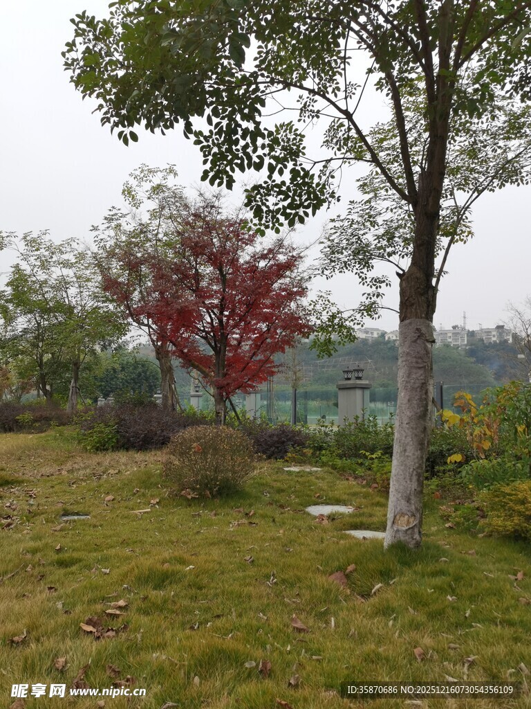 秋日郊野树木景致