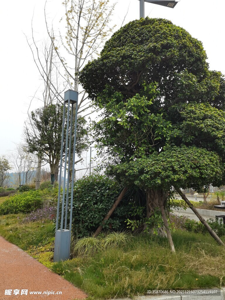 园林中造型独特的景观树