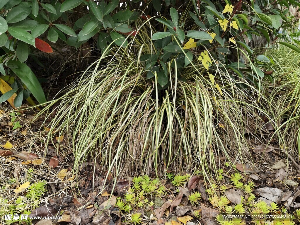 草丛中的黄色小花