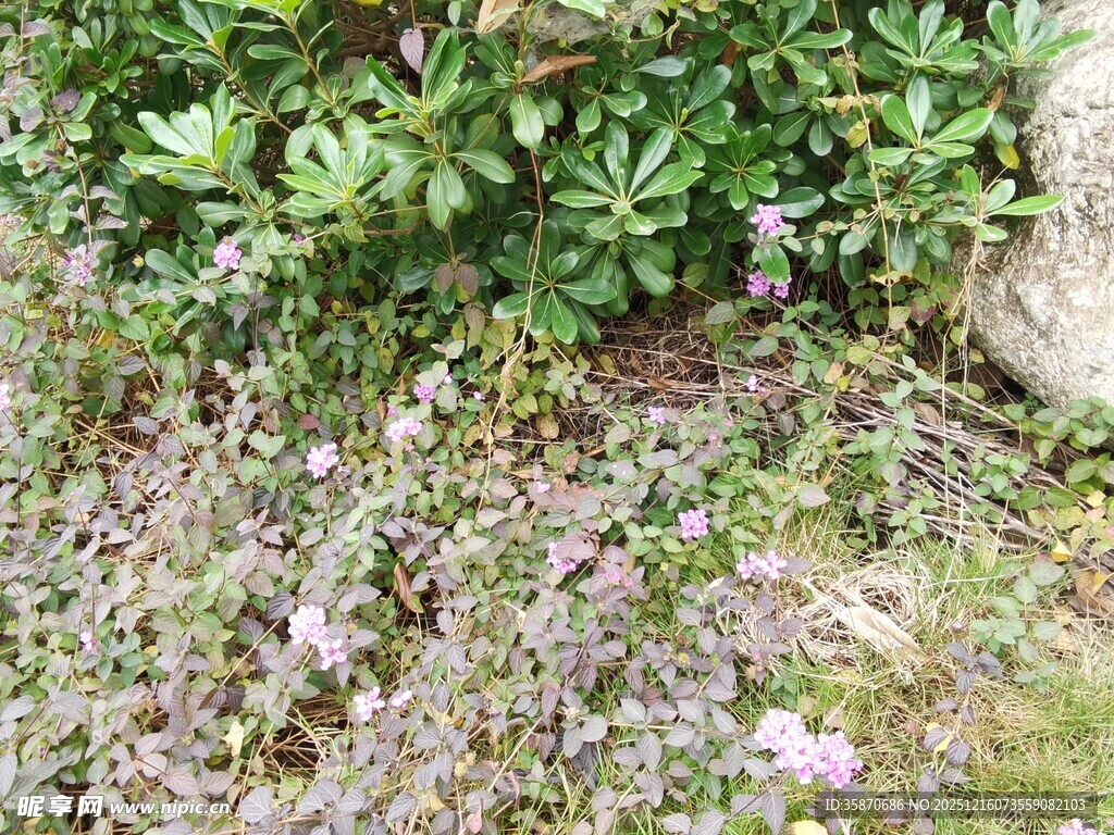 草丛中的紫色小花