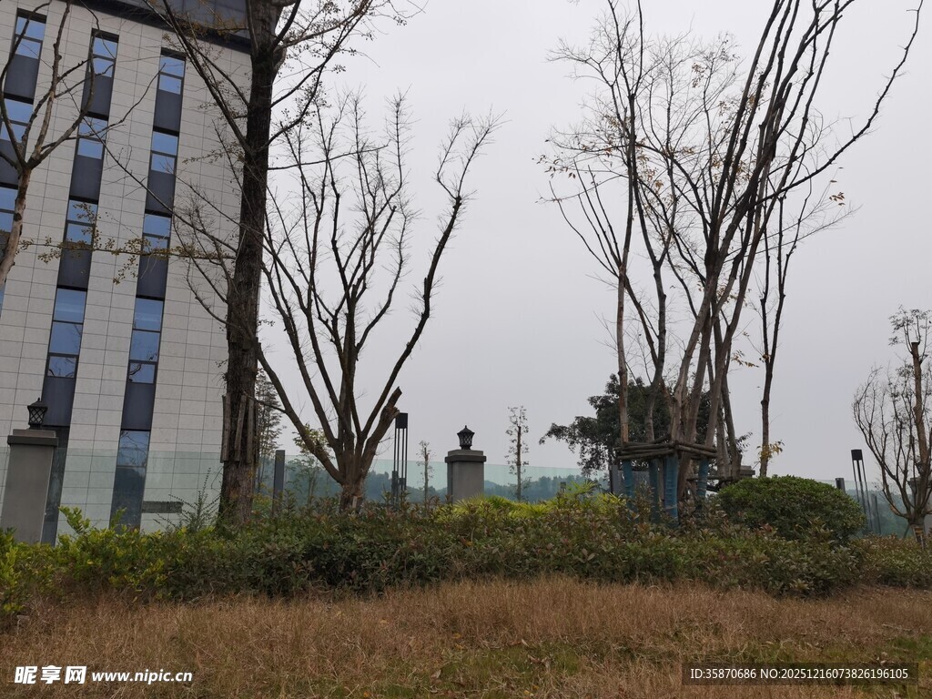 城市中萧瑟的树木景观