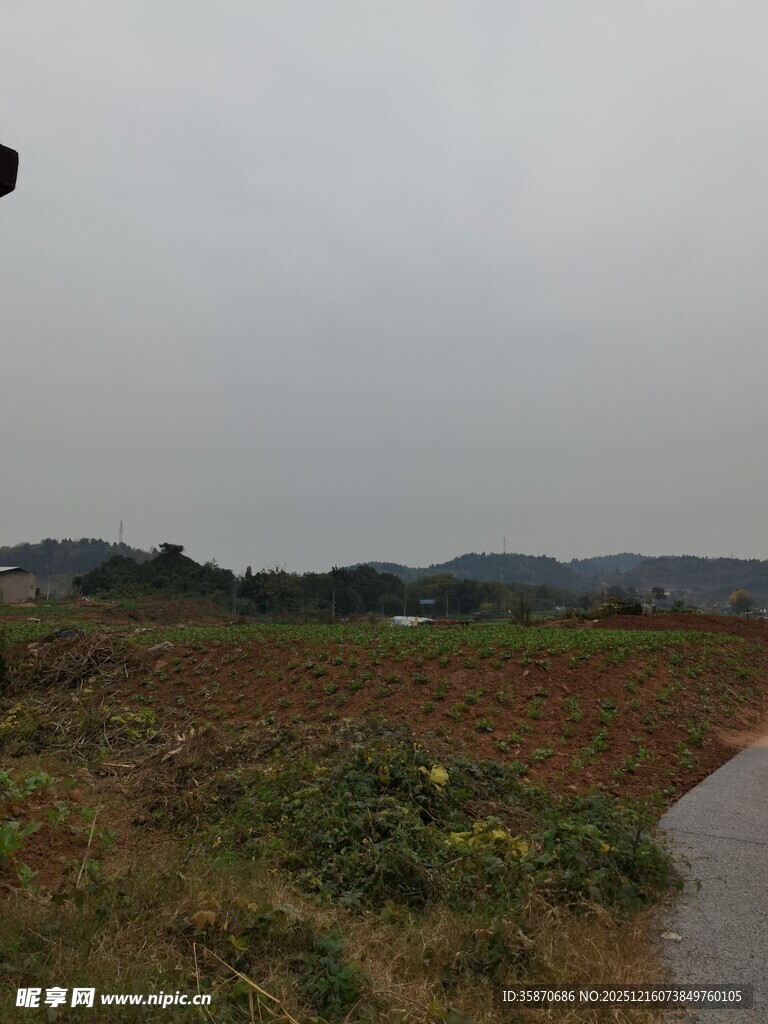 乡间小道旁的开阔田野