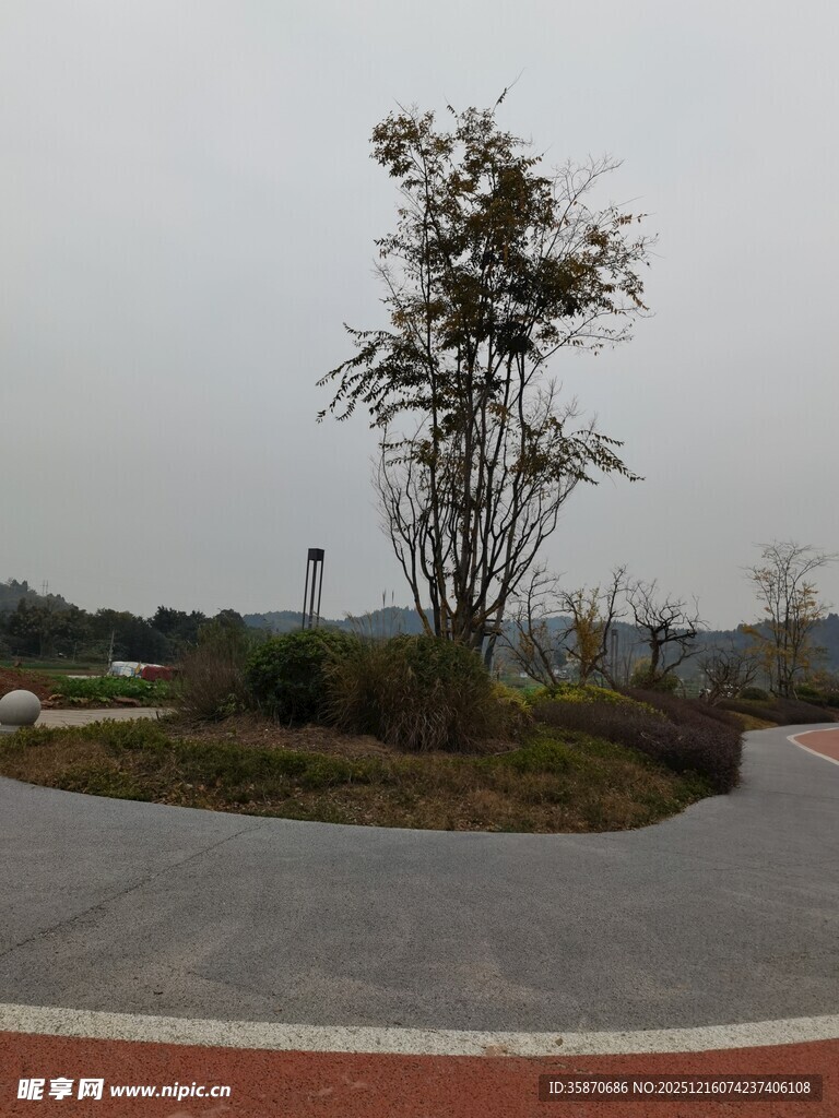 道路旁的孤树景观