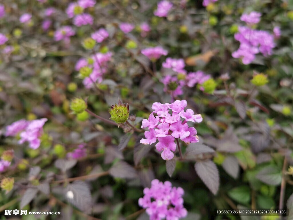 紫色小花绽放绿叶间