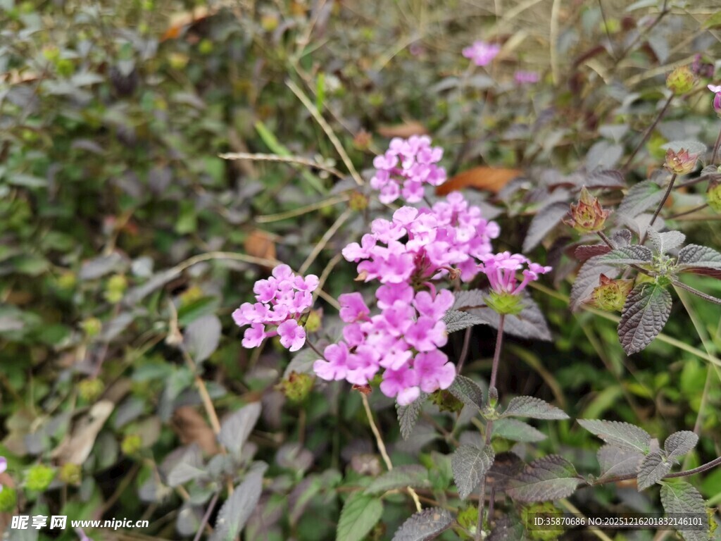 野外绽放的粉色小花