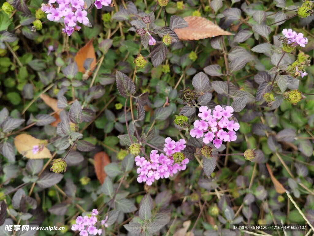 草丛中的紫色小花