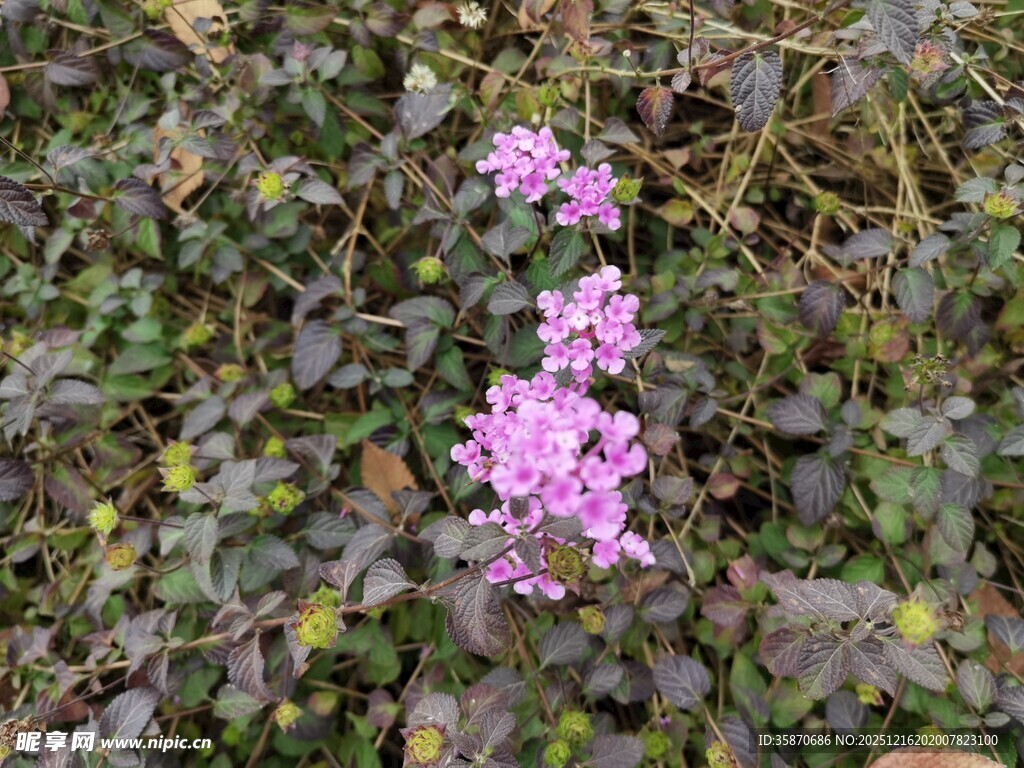 草丛中的紫色小花