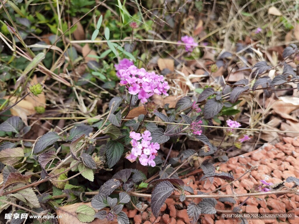 地面绽放的紫色小花