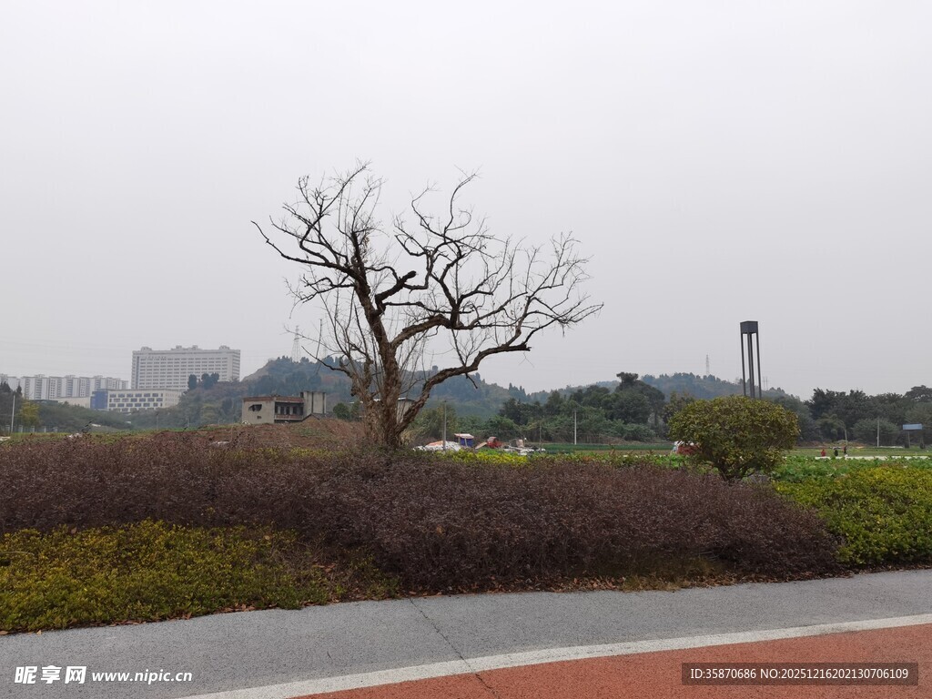 雨中公园孤树景观