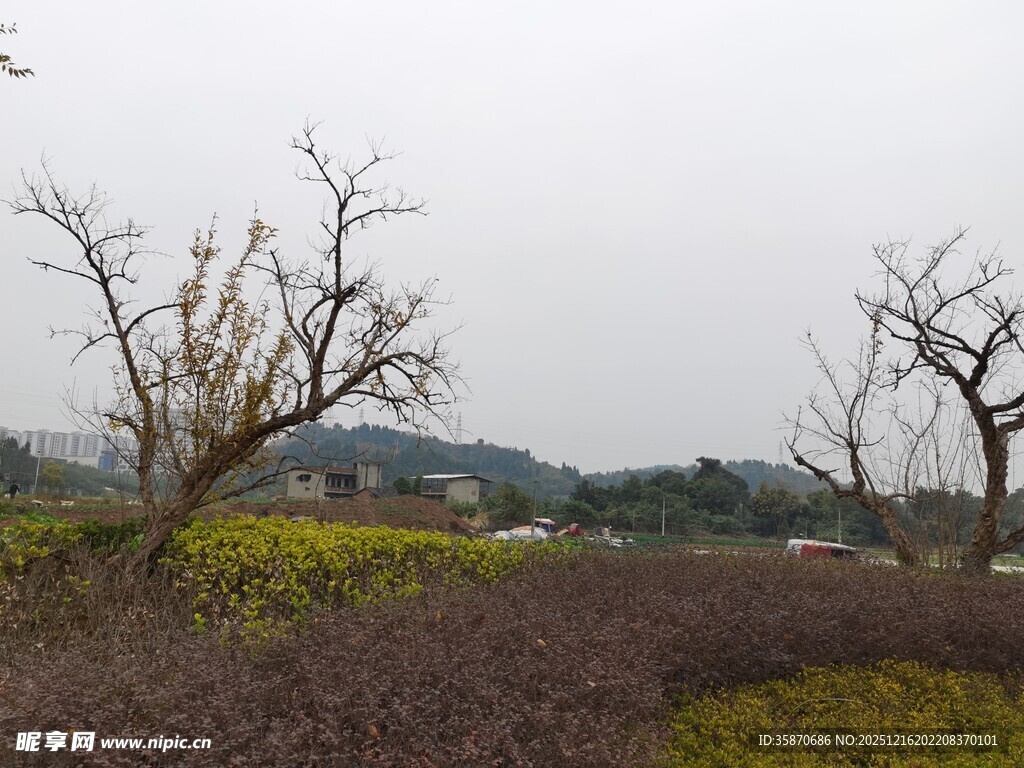 冬日田野枯树与金黄植被