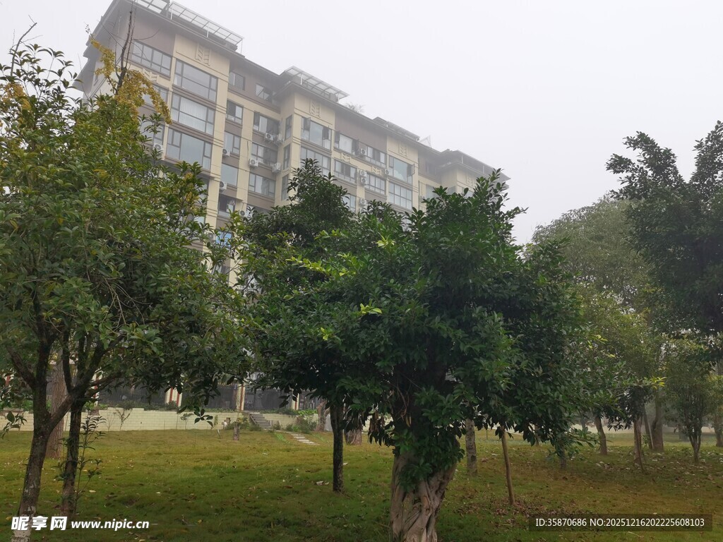 校园绿树环绕的教学楼