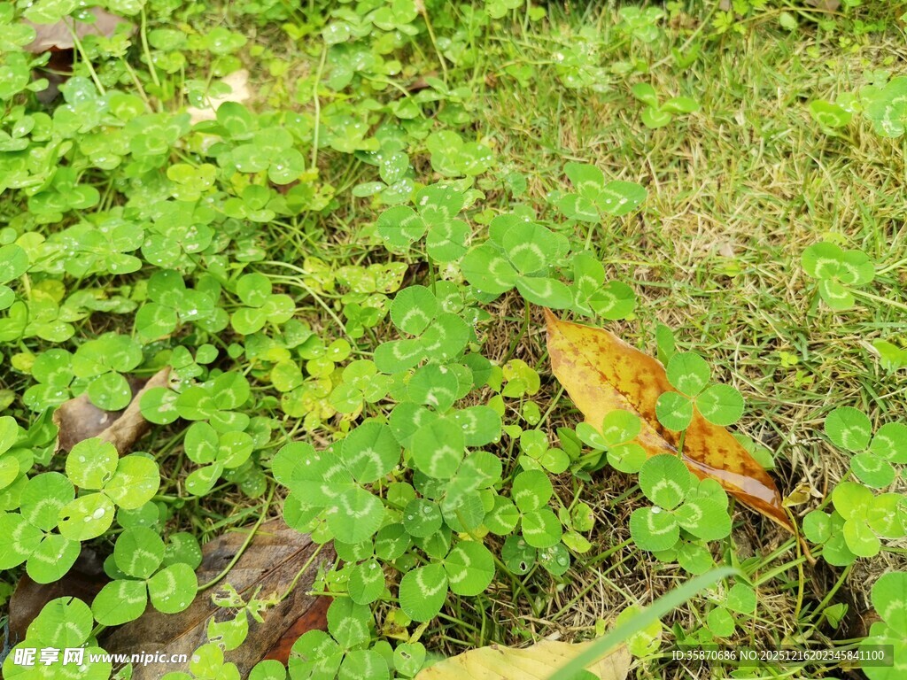 地面上的繁茂绿色植物