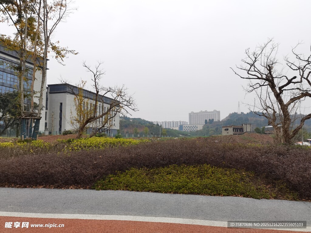 路边倒下的粗壮树木