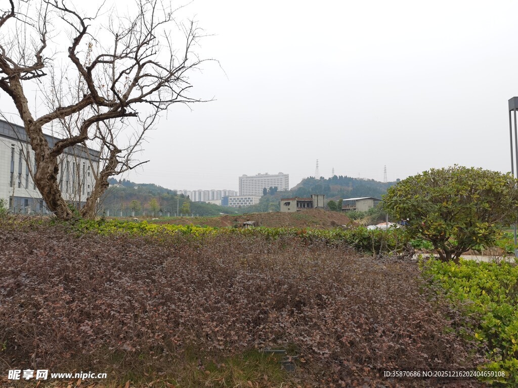 户外植物景观树木与植被