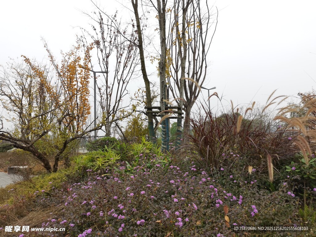 秋日郊野花卉与树木景观