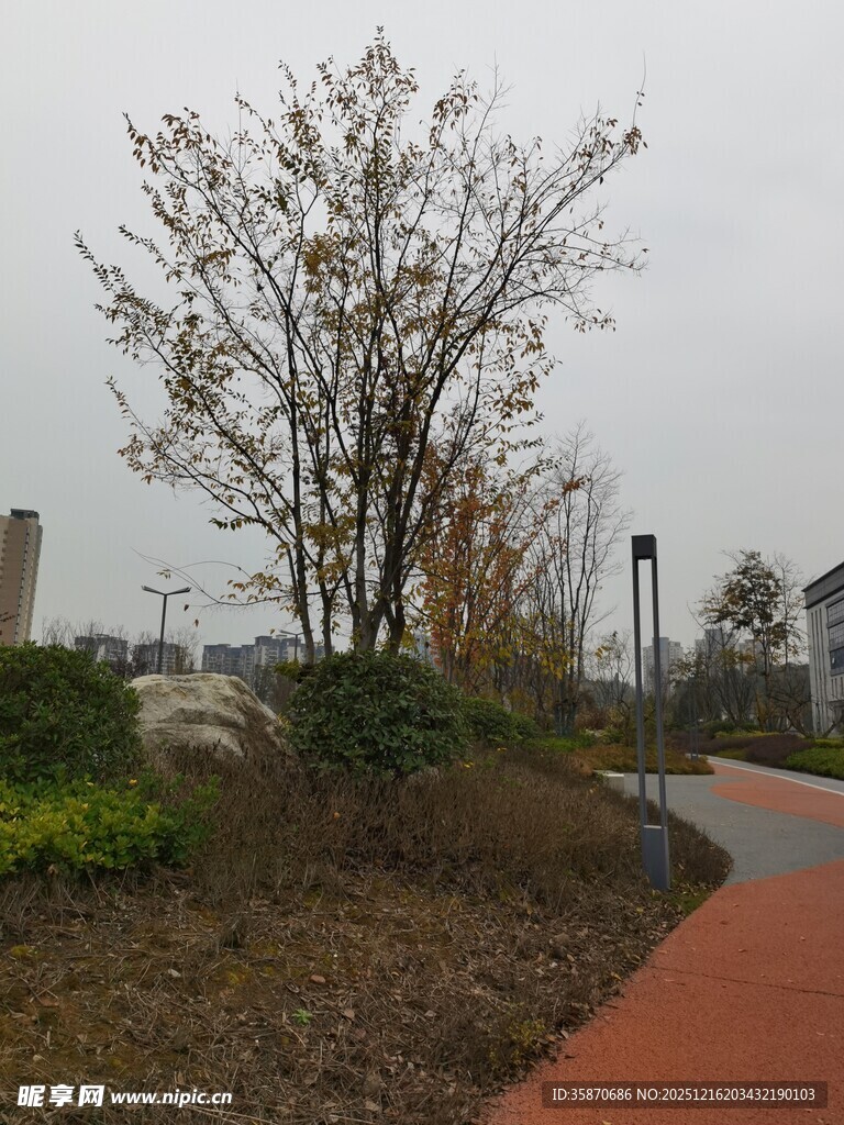 公园小径旁的树木景观